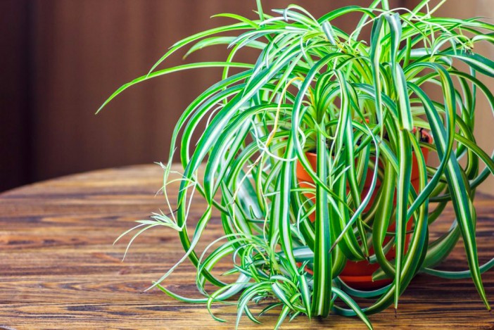 Insomnie: retrouvez le sommeil grâce aux plantes médicinales